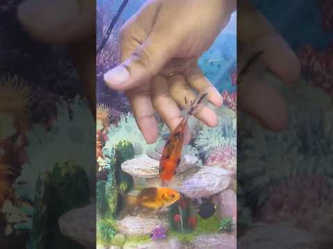 👧🐟 Little Fish Lover in Action! Buying New Aquarium Fish 😍 | #petlover  #shorts