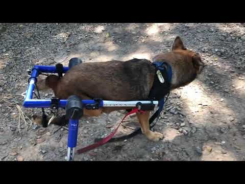 Elephant Nature Park Dogs Chang Mai Thailand