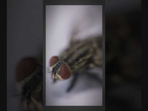 Reverse lens micro photography 🔥.#shorts #canon #youtube #tech #viral #camera