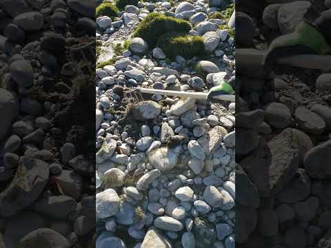 Raking Off Boulders To Access High Grade Gold Bearing Gravel #goldmining #floodgold #boulders