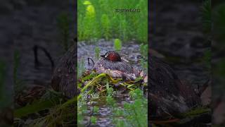"Tiny Guardian: The Fierce Protector of Its Nest!"#shorts #trendingshorts #trending #shortvideo