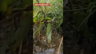 Close-Up Views of The Earth | Sri Lanka Nature Art | A small trickle of water @srilankanature 🌎