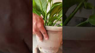 #nepalipodcast #i love plants 🪴🌳🌳🌳🪴🪴🍁🍁🐚🐚