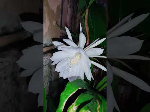 ब्रह्मकमळ 💮 #shorts