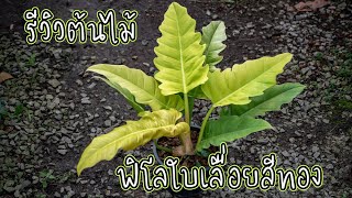 รีวิวต้นไม้ ฟิโลเดนดรอน ฟิโลใบเลื่อยสีทอง ต้นไม้ใบเหลือง สวนลุงช้อย