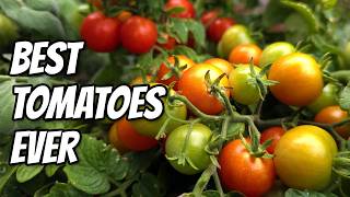 Tiny Tomatoes Big Surprises!