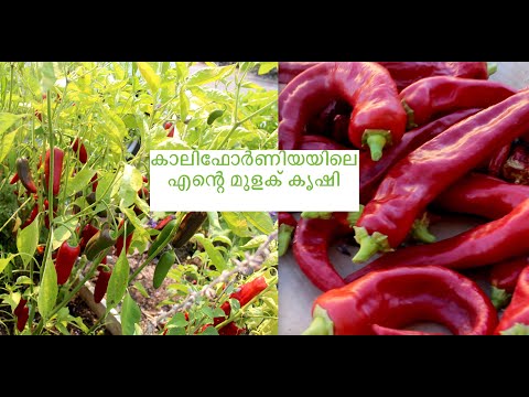 മുളക് കൃഷി Part 1 / Chili garden | San Jose, #usamalayali #kerala #ukmalayali #californiagarden