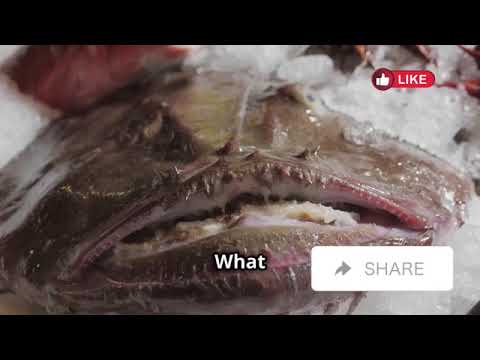 Bizarre Animal Mating Rituals You Won’t Believe | Avery Bliss