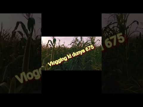 Maize🌽Village Vlog|Beautiful village vlog #viral #shortsviral #shortsfeed #punjabisong #punjabimusic