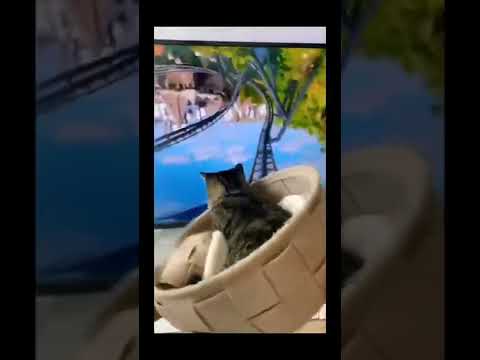 funny cat# shorts video