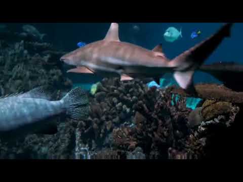 Beautiful underwater fish aquarium