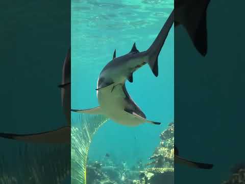 Cruisin' the SHARK BAY Underwater Gallery 🦈 Sea World Australia ✨ #ASMR #Shorts