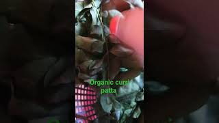 #organicvegetables #fruit #organicveg #food organic curry leaves