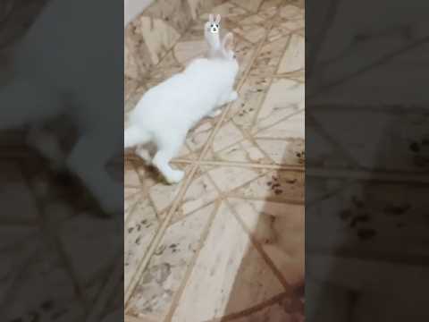 Yaha Pr Kya ho rha hein?!🐰🙈#shorts#funnymoments#love#funnybunny #bunny #viral#rabbit #pets