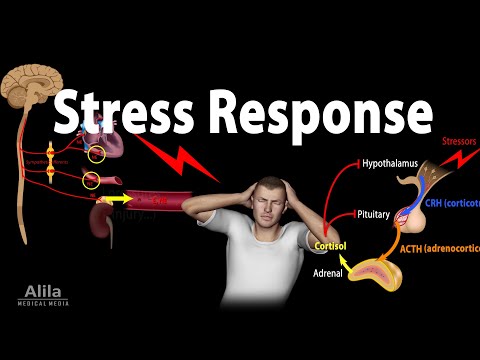 Stress Adaptation Response,  Animation