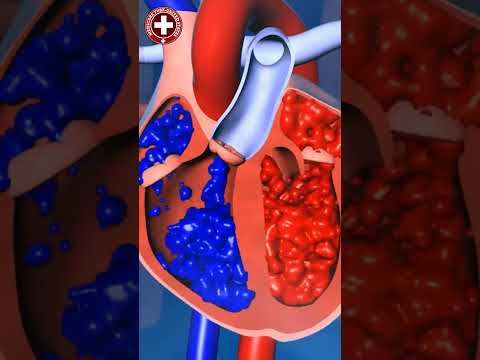 Human Heart Valves Function 💓 #short #heartfunction #trending