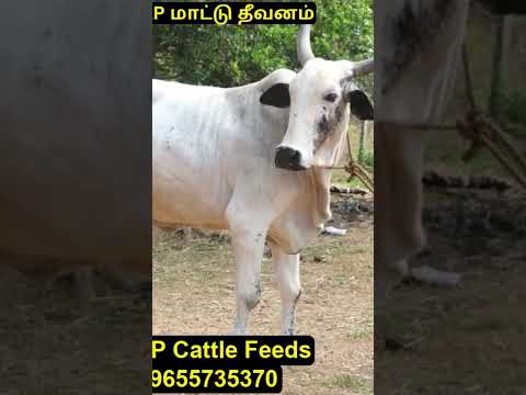 Tamil Amman Song | #cow #மாடு #cattle #farmer
