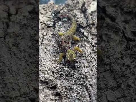 Rarest Geckos In The World! *TINY* #shorts #reptiles #animals #lizard #gecko #cuteanimals #rare #zoo