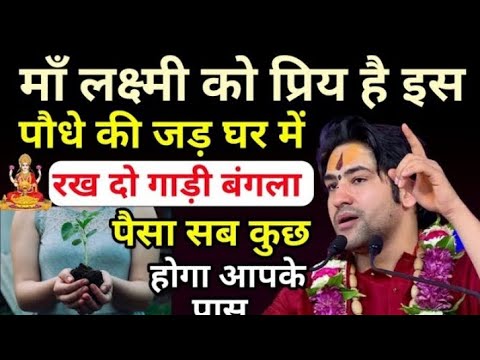 मां लक्ष्मीको प्रिया है इस पौधे की जड़ पर रख दो गाड़ी बंगला आ जाएगा जय मां चामुंडा 🚩 हर हर महादेव 🙏🏻