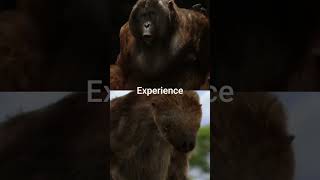 Gigantopithecus vs Megatherium #shorts