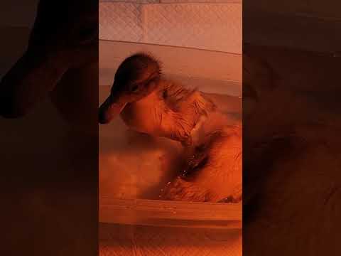 Ducklings First Swim #swimmingducks #ducklings #ducksplash