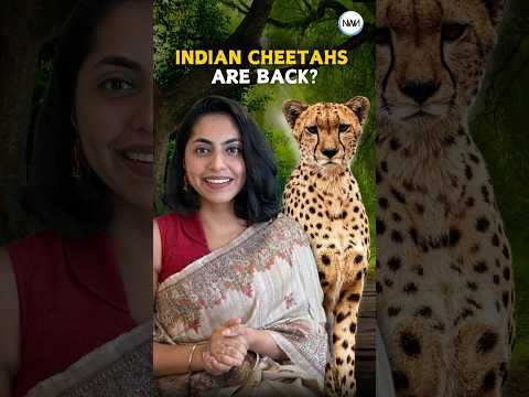 Indian Cheetahs Make A Comeback Like No Other!