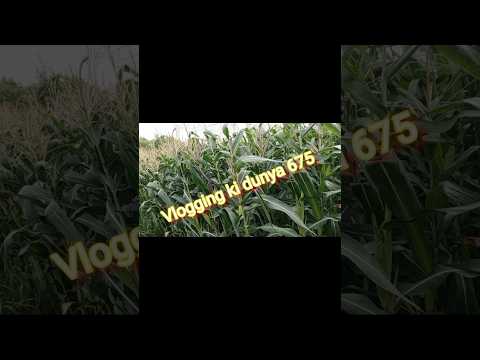 Maize 🌽 Salag Vlog #viral #shortsviral #video #shortsfeed #shortsvideos#shorts #maize