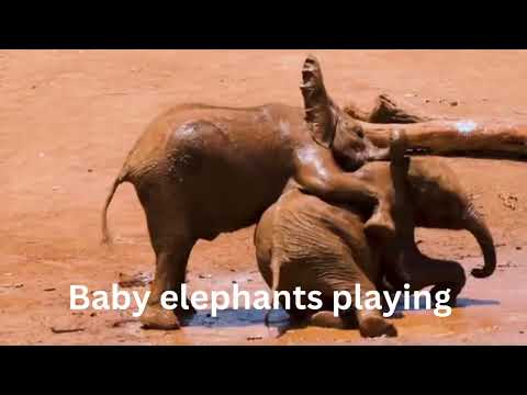 CUTE BABY ANIMALS 4K VIDEO