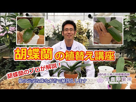 水苔と素焼き鉢を使った胡蝶蘭の植替え方法