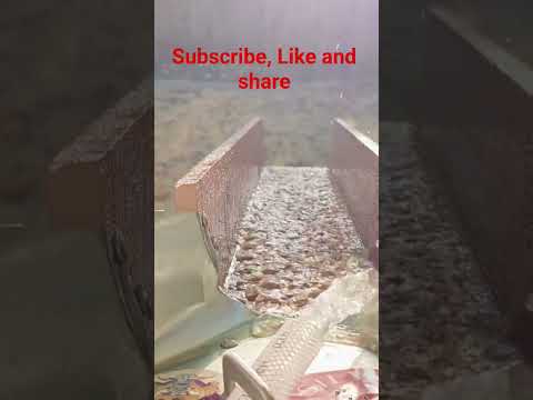 Test Run!!! #gold #woodworking #diy #viral #shorts #sluice #sluicebox #cleanup #asmr #goldminer #fun