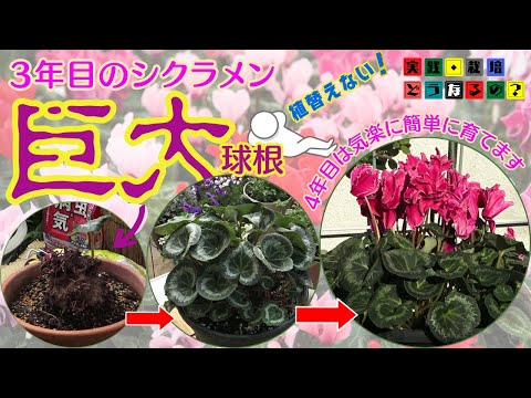 豪暑を乗り切る！シクラメン簡単に育てる情報を頂いたので皆様に現実的で簡単に育てる方法をお話します【ガーデニング】植え方.育て方.そだち方【園芸】