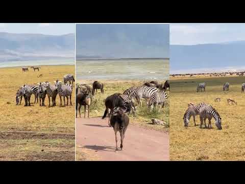 Journey Through the Wild: Exploring Tanzania’s Majestic Serengeti National Park