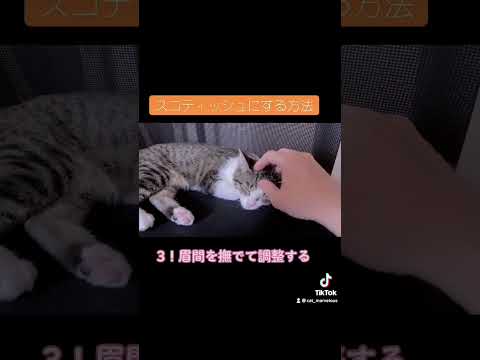 【早業】簡単にスコティッシュにする方法教えるよ