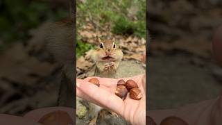 Hear me out #shorts #charliethechipmunk #animals #wildlife #funny #comedy #cute #lol #smart #humor