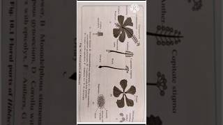 Class XII Biology Practical 10.Dissect & Display Floral Whorls | #shorts | @elearn2bsmart | XII Bio