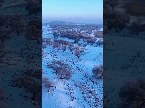 乌蒙大草原黑颈鹤踏雪迎春 | 中华地图