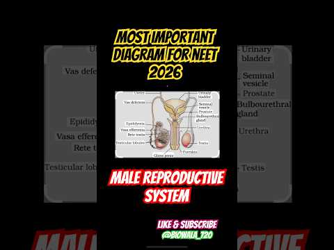 HUMAN REPRODUCTION-MALE REPRODUCTIVE SYSTEM  #shorts #biology #neet #ncert #diagram