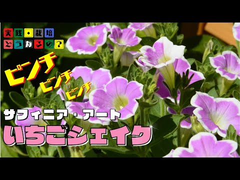 実践・栽培・どうなるの？【春植え】ピンチ・ピンチ・ピンチ！【サフィニアアートいちごシェイク】植え方・育て方・育ち方【園芸】
