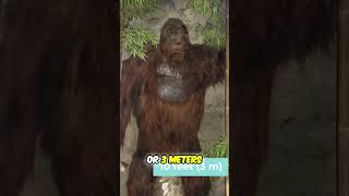 The Massive Gigantopithecus: Secrets of the Giant Ape Revealed