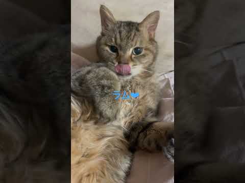 ラム❤︎#cat #ねこ #ねこ部 #ねこのいる生活 #猫 #猫のいる暮らし #猫動画