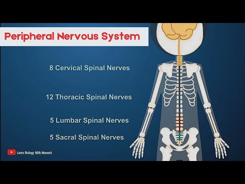 Peripheral Nervous System | Short intro