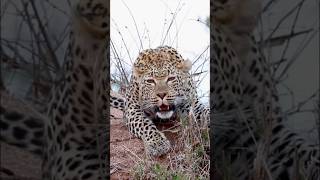 Leopard roar