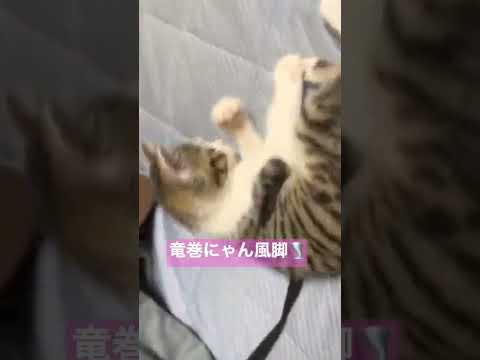 サガットステージで猫ちゃん闘ってる