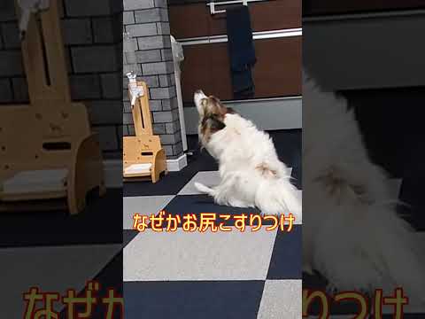 近づくと逃げる犬が取った行動はコレ🤣 #面白い犬 #パピヨン #癒し