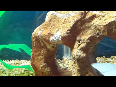 VID_20130407_093459.mp4