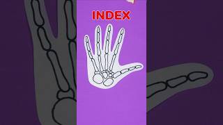 Learn with Finger Family 🖐✨ Name Fingers in English! Educational Shorts for Kids