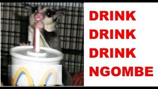 sugar glider drink compilation