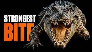 The 80-Year-Old Crocodile That Rules a Shark-Hunting River