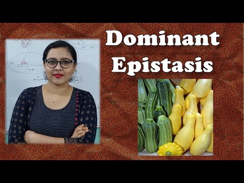 Dominant Epistasis || Genetics || Life Sciences || Biology || BioSTudy Pathshala