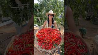 Farming at peak efficiency: faster growth, bigger yields, less water & space! #farming #gardening
